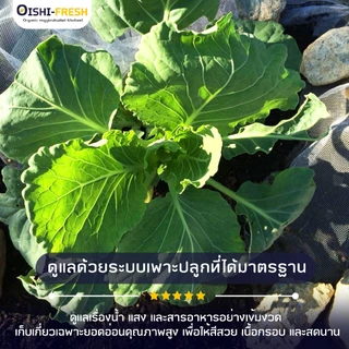 🛒Oishi-Fresh🥬คะน้าจีน ปลอดสารพิษ 1 กก. รสชาติกรอบ สด ใหม่ ใยอาหารสูง หวานออร์แกนิค เคลมได้ 1-2 วัน