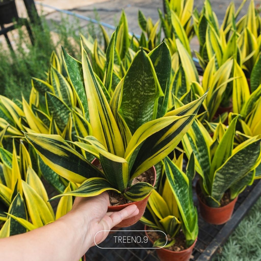 Treeno.9 ต้นลิ้นมังกร Golden Frame กระถาง 6 นิ้ว สูง 30-40 ซม. ไม้ใบ ไม้ฟอกอากาศ ต้นไม้มงคล ต้นไม้ในบ้าน ทนทาน