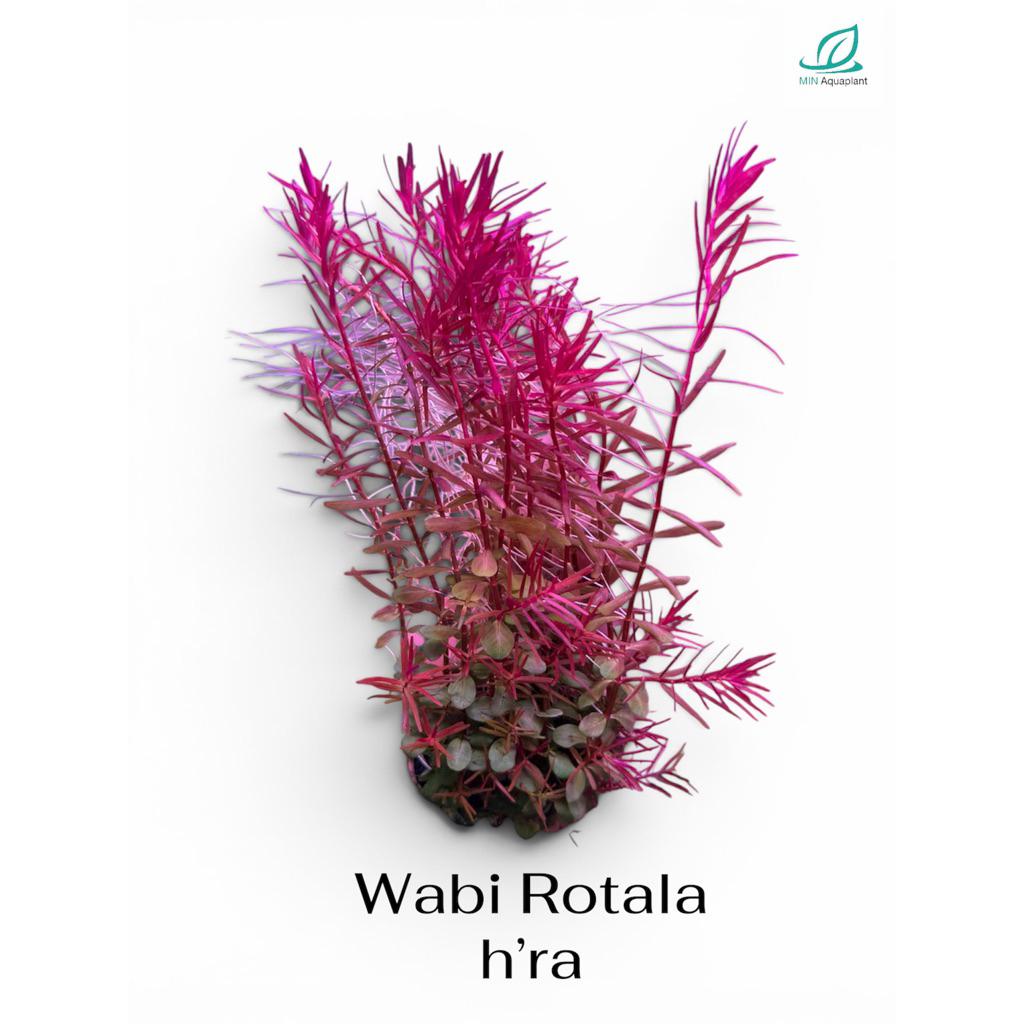 [MIN]Wabi Rotala h’ra โรทาร่าเวียดนาม สีแดงเข้มเหลือบม่วง ไฟแรงจะแดงเข้มมากๆควรมีco2 ไม้น้ำหลังตู้ทำพุ่มง่าย แบบwabi