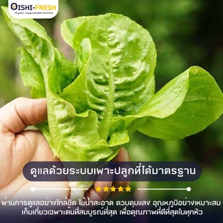 🛒Oishi-Fresh🥬บัตเตอร์เฮด ปลอดสารพิษ 1 กก. รสชาติกรอบ สด ใหม่ ใยอาหารสูง หวานออร์แกนิค เคลมได้ 1-2 วัน