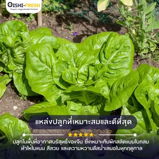 🛒Oishi-Fresh🥬บัตเตอร์เฮด ปลอดสารพิษ 1 กก. รสชาติกรอบ สด ใหม่ ใยอาหารสูง หวานออร์แกนิค เคลมได้ 1-2 วัน
