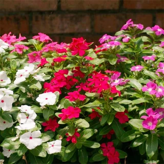 แพงพวย 450 เมล็ด เมล็ดดอกแพงพวย คละสี เก็บสดใหม่ งอกง่าย Periwinkle Bonsai Seeds [ 10 เเถม 1 คละได้ ]