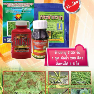 ตายเฉียบ (จิงโจ้ทอง)ชุดเก็บหญ้าในนาข้าวกำจัดหญ้า ทั้งใบแคบ ใบกว้างกกโสนและพืชตะกกก็จิงโจ้ทอง 1 ชุดผสมน้ำได้ 200 ลิตร5ไร่