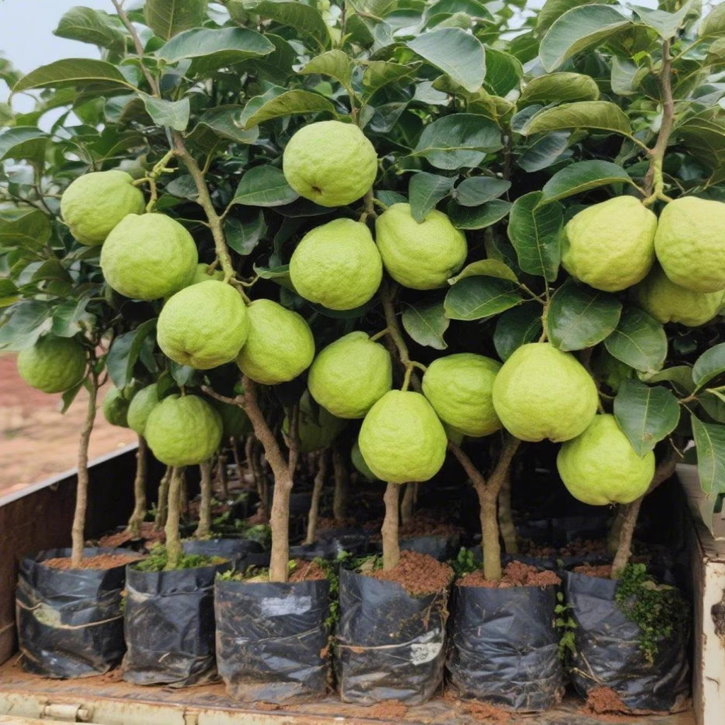 ผลฝรั่งไส้แดง เมล็ดพันธุ์ 110 เมล็ด Guava Seeds [ 10 เเถม 1 คละได้ ]
