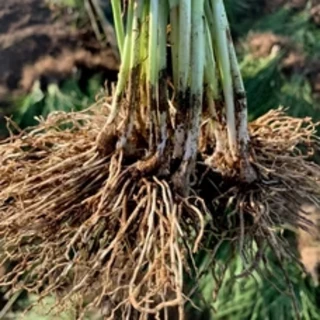 เมล็ดพันธุ์ กุยช่าย ประมาณ200เมล็ด Chives Seeds [ 10 เเถม 1 คละได้ ]
