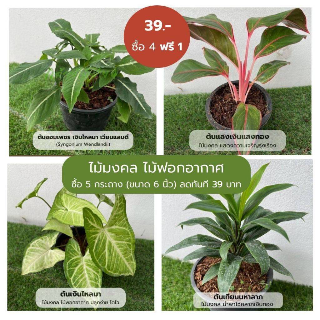 (4 แถม 1) ต้นไม้มงคล ต้นไม้ฟอกอากาศ ในกระถาง 6 นิ้ว