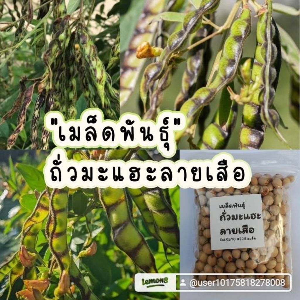 เมล็ดพันธุ์ถั่วมะแฮะลายเสือ200เมล็ด39บาทซื้อ2เเถม1ซอง