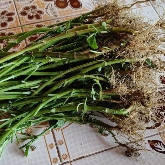 กิ่งพันธุ์(ดาวดอย)ส่งแบบล้างรากไปปักชำ 50 กิ่ง 49 บาท