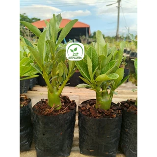 ต้นชวนชมยักษ์ อะราบิคัมลูกผสม เซ็ต 5 ต้น 100 บาท ขนาดกระถาง 4 นิ้ว โขด 1.5-2 นิ้ว