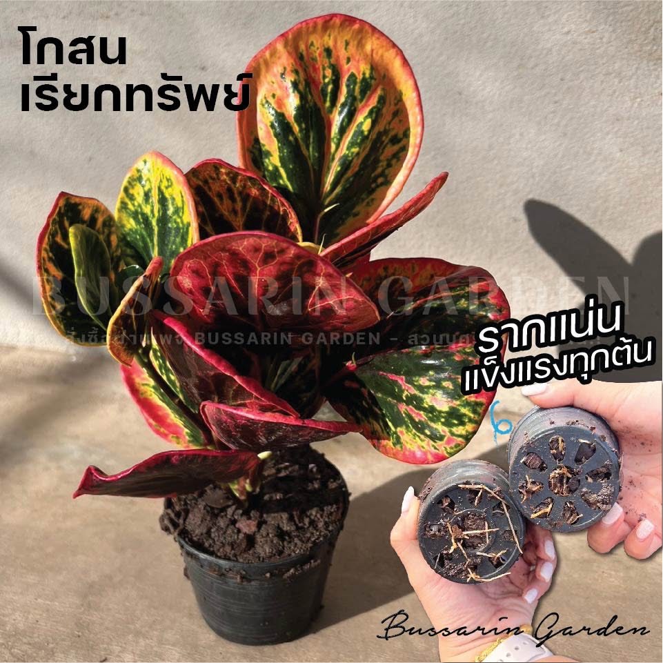 ต้นโกสนพันธุ์ เรียกทรัพย์ ไซส์เล็ก กระถาง 5" สูง 15-20 รูปที่ 4