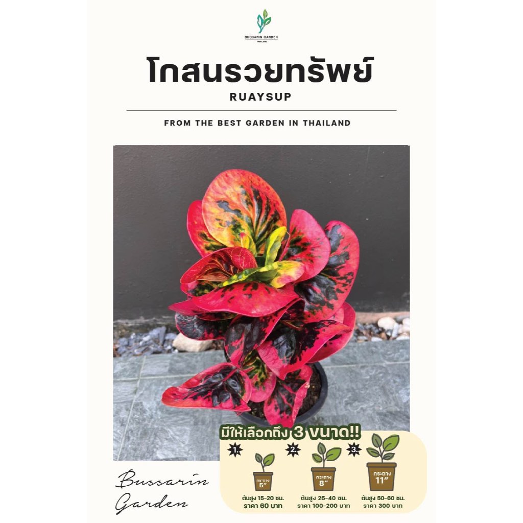 ต้นโกสนพันธุ์ รวยทรัพย์ ไซส์ใหญ่ กระถาง 8" สูง 30-40 เซนติเมตร ซื้อ 10 แถม 1  (จัดส่งแบบถอดกระถาง+รับประกันสินค้า)