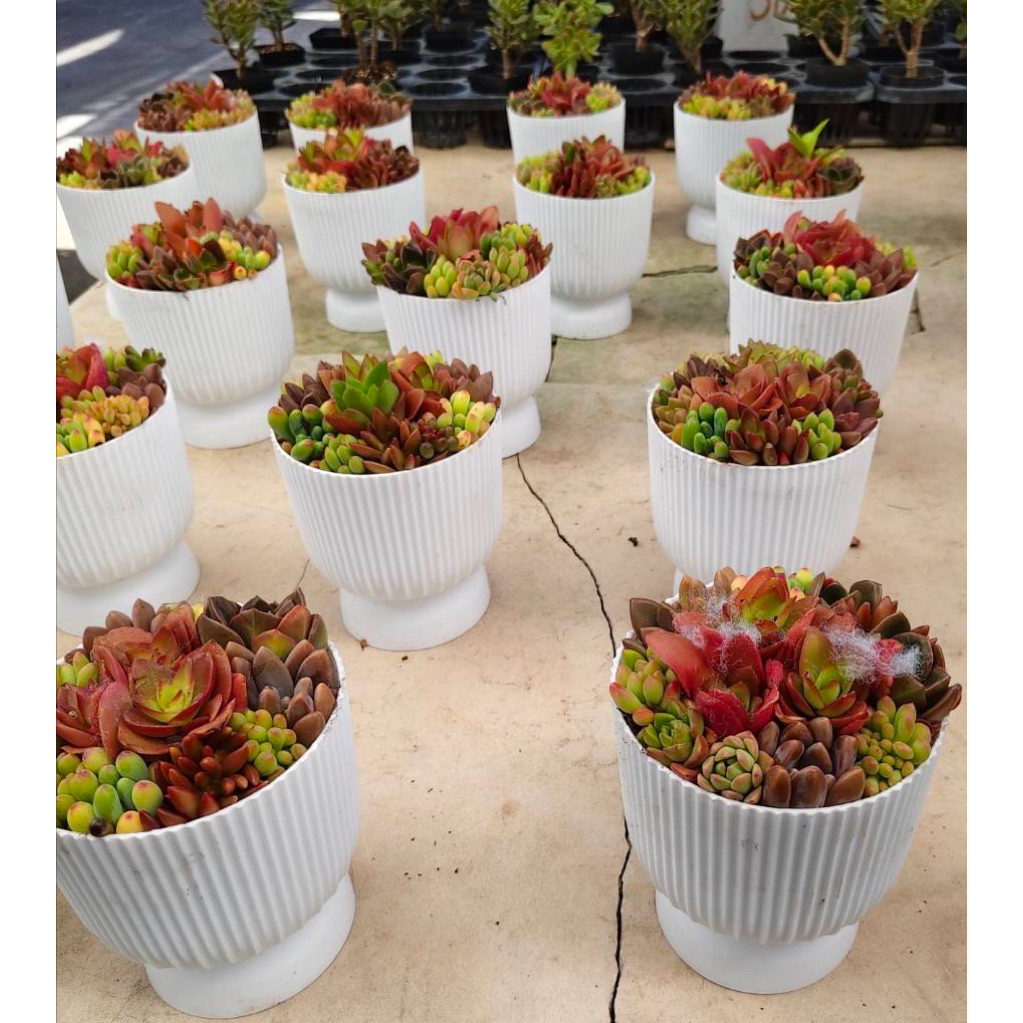 พร้อมส่ง27/6/26 #กุหลาบหิน #ไม้อวบน้ำจัดเซตคละสายพันธุ์ Mix succulent พร้อมกระถาง 5x5