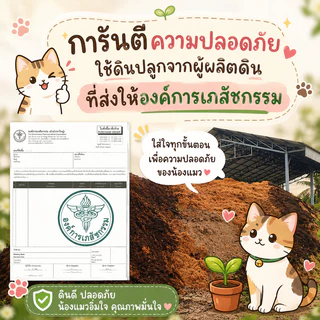 ต้นไผ่แมว กระถางGarden 6"มีจานรอง ปลูกให้แล้วในดินและปุ๋ยอินทรีย์ ไร้โลหะหนัก ไผ่เงิน หญ้าแมว