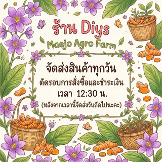 ใบพลับพลึงสด1.5กิโล ตัดสดส่งทุกวัน ใช้ประคบแก้ปวดฟกช้ำ รองช้ำ ชุดทับหม้อเกลือหลังคลอด
