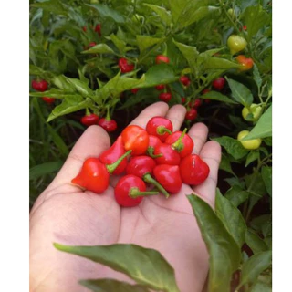 เมล็ดพันธุ์ พริกไบควินโฮ สีแดง คุณภาพดี ราคาถูก ของแท้ 100% - Biquinho Pepper - Thaiseed