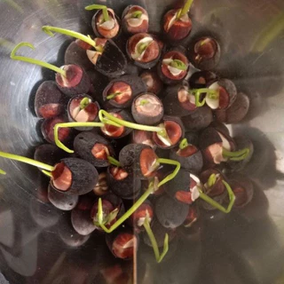 บัวหลวงปทุม 20-100 เม็ด ชมพูยักษ์ ตัดเปลือกงอกไว Pink Pathum Lotus Seeds (Ready to Plant) ดอกใหญ่มาก