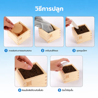 LOFTHOME กระถางต้นไม้ พร้อมเมล็ดพันธุ์ ขนาดเล็ก มะเขือเทศ ทานตะวัน ปลูกได้ภายในบ้าน หรือออฟฟิศ
