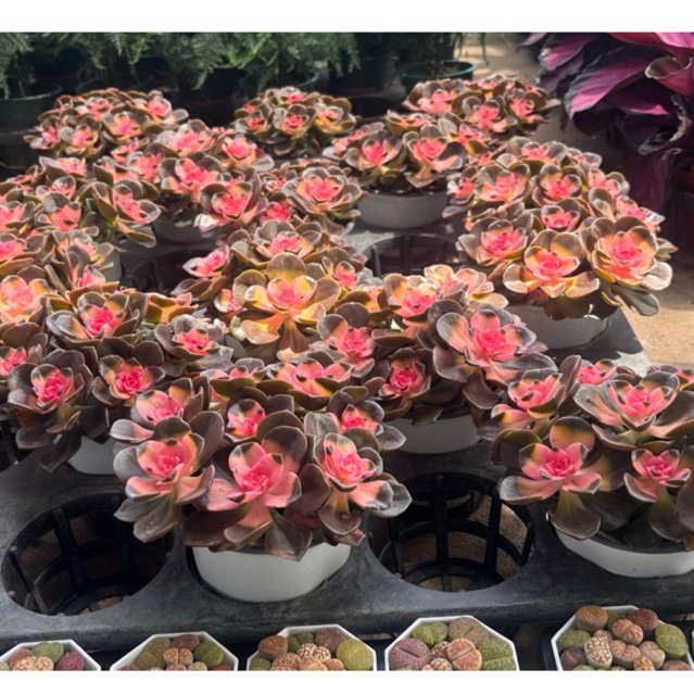 กุหลาบหิน #ช็อกโกแลต น่าสะสมมากก🌵🌱  Echeveria Melaco Variegated อยู่ในกระถางขนาด 5นิ้วมีรอบนำเข้าทักก่อนหมด❌❌❌