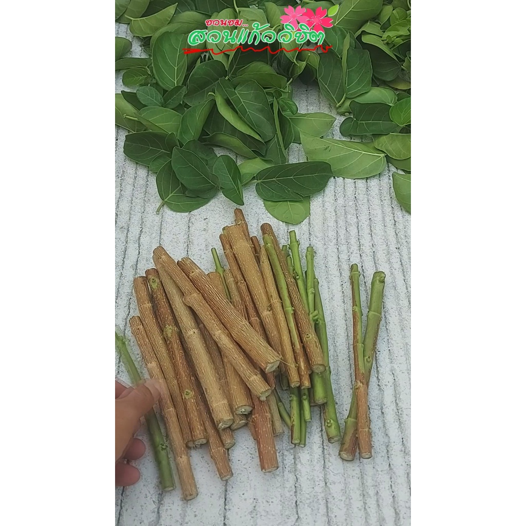 กิ่งเพรมน่าไต้หวัน (Premna) บอนไซจิ๋ว ใบเขียว ชุด 20 กิ่ง 50 บาท (ตัดสด คละไซส์ เล็ก-ใหญ่)