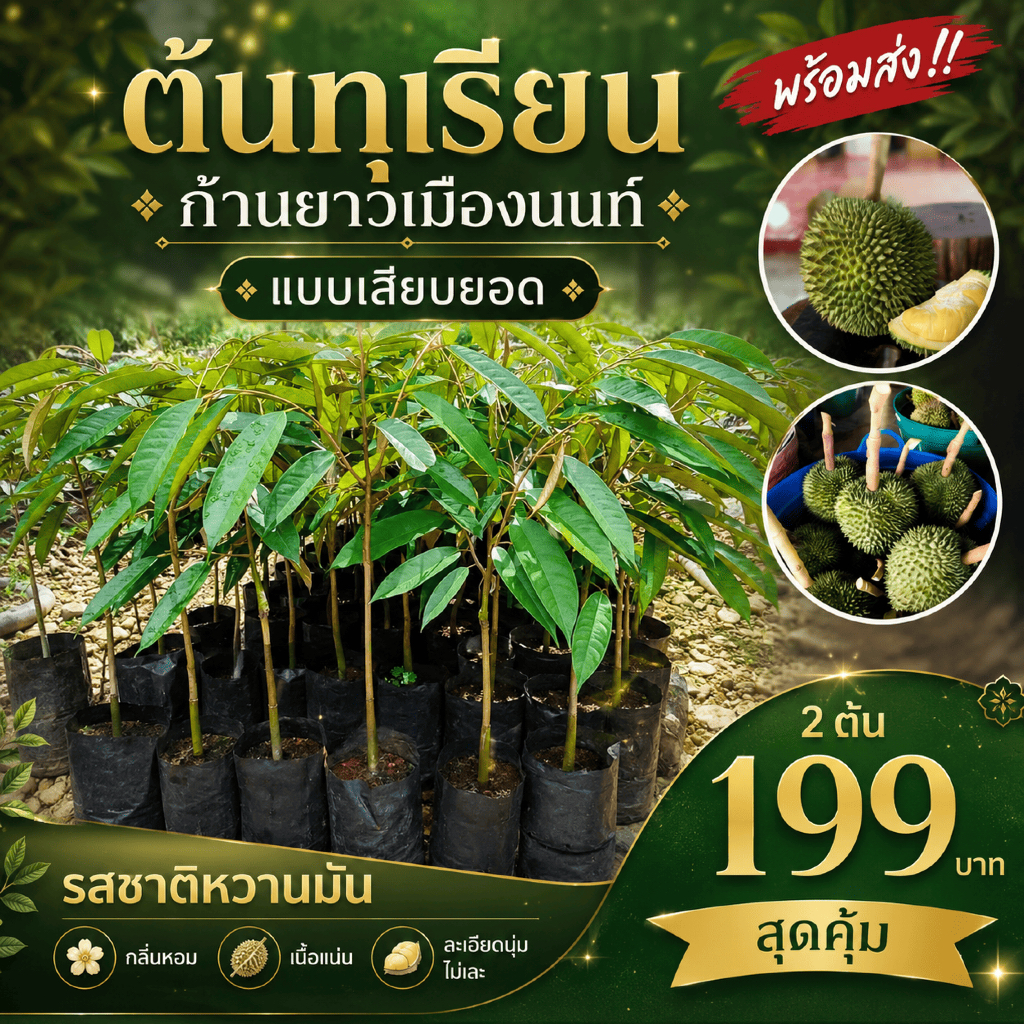 (พร้อมส่ง‼️) ต้นทุเรียนก้านยาวเมืองนนท์ แบบเสียบยอด 🌳 รสชาติหวานมัน กลิ่นหอม เนื้อแน่น ละเอียดนุ่ม ไม่เละ 🍈