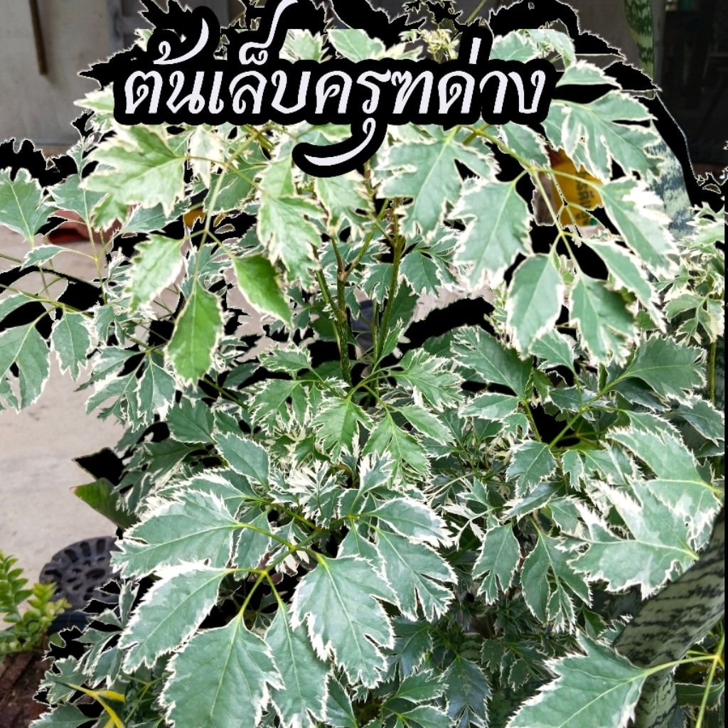 ต้นเล็บครุฑด่าง ไม้มงคล ไม้ประดับ (ต้นพร้อมกระถาง 5 นิ้ว")