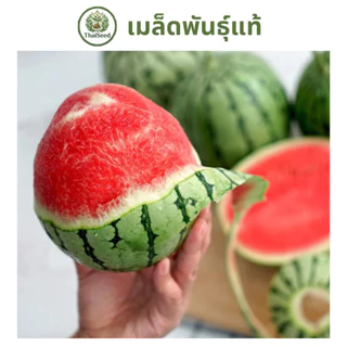 เมล็ดแตงโมจิ๋ว ผิวบาง เนื้อหวานฉ่ำ ปลูกในกระถางได้ - ThaiSeed