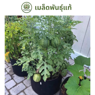เมล็ดแตงโมจิ๋ว ผิวบาง เนื้อหวานฉ่ำ ปลูกในกระถางได้ - ThaiSeed