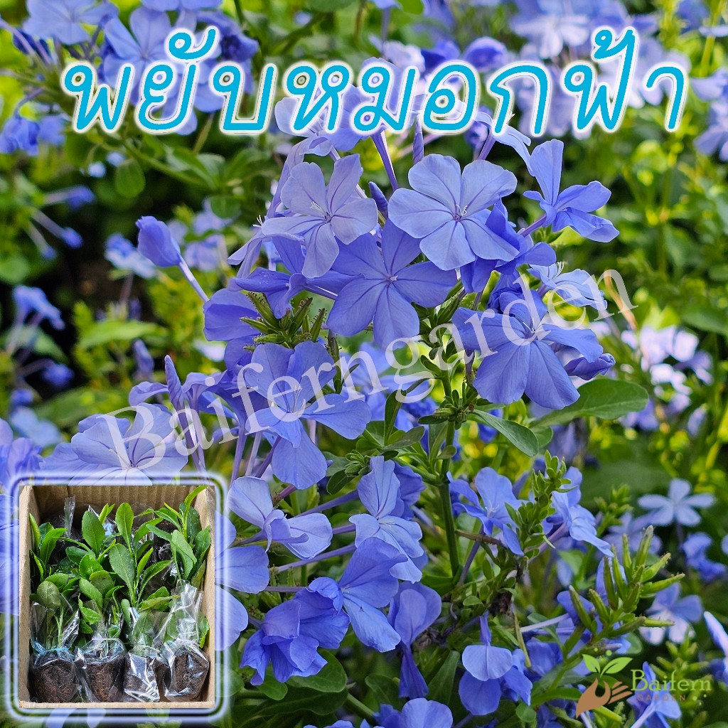 ต้นกล้าดอกพยับหมอกฟ้า plumbago auriculata (Cape Leadwort) รากแน่น ต้นแข็งแรงพร้อมปลูก สวยงาม เลี้ยงง่าย