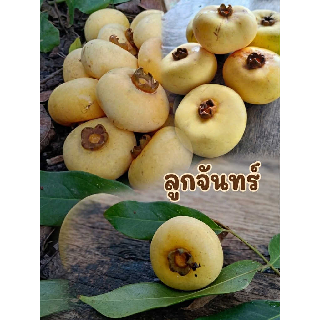 ลูกจันทน์ ลูกจัน  ผลไม้โบราณหาทานยาก ราคา1กิโล(ส่งแบบห่าม)กดได้เลยตั้งพลีเฉยๆ<