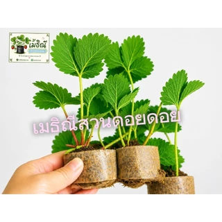 ต้นกล้าสตรอว์เบอร์รี่พันธุ์80/ชุด10ต้น🍓🍓🌱🌱พร้อมส่ง/10ต้นแถม1ทุกออเดอร์