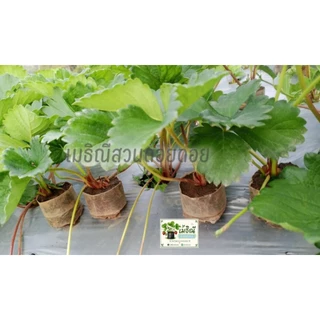 ต้นกล้าสตรอว์เบอร์รี่พันธุ์80/ชุด10ต้น🍓🍓🌱🌱พร้อมส่ง/10ต้นแถม1ทุกออเดอร์