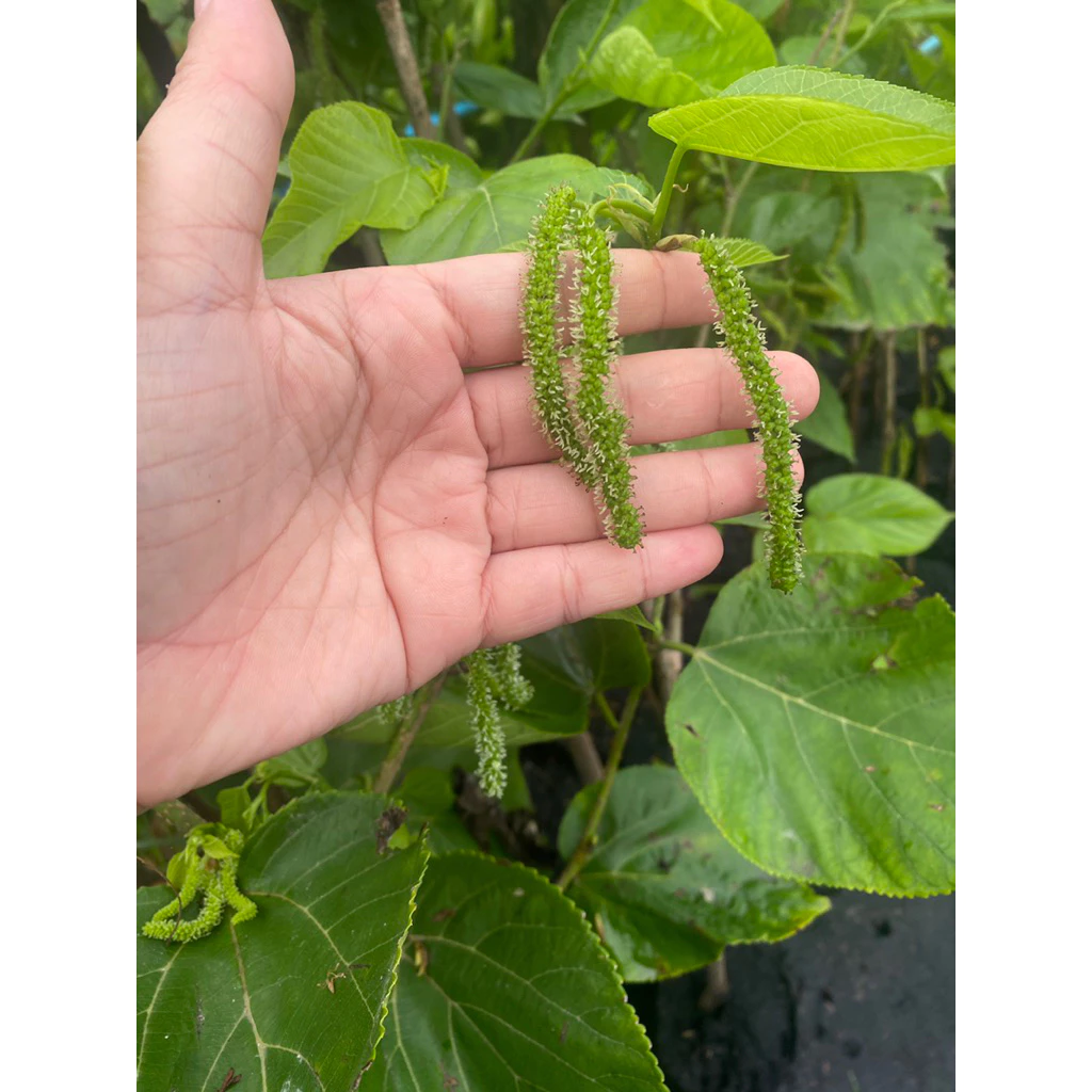 หม่อนแม่ช่อไต้หวัน(กิ่งตอน)หม่อนสายพันธุ์นี้ลูกจะยาว รสหวาน ออกลูกทั้งปีปลูกง่ายโตง่ายสายพันธุ์แท้แน่นอน