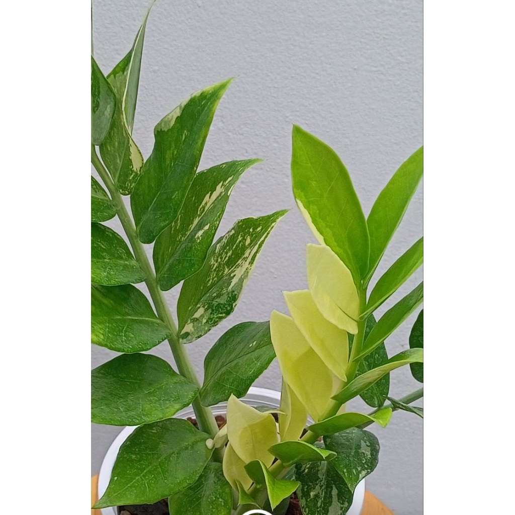 #กวักมรกตก้านเขียวด่างขาว#ควีน#ไม้มงคล#ไม้ด่าง#ZZplants