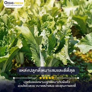🛒Oishi-Fresh 🥬เบบี้หางหงส์ ปลอดสารพิษ 1 แพ็ค 200 ก. รสชาติกรอบ สด ใหม่ ใยอาหารสูง หวานออร์แกนิค เคลมได้ 1-2 วัน