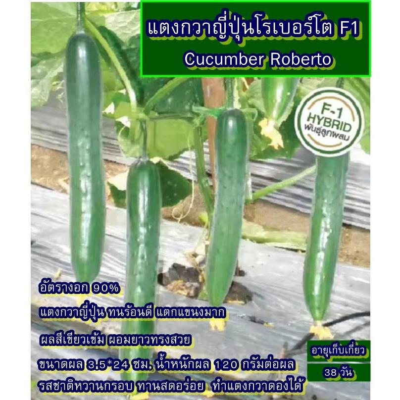 30+ เมล็ด เมล็ดแตงกวาญี่ปุ่นโรเบอร์โต F1 (ปลูกง่าย อัตรางอก 90% แตงกวาญี่ปุ่น ทนร้อนดี แตกแขนงมาก ผล