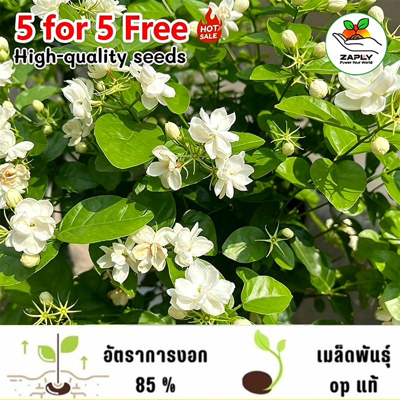 【ซื้อ 5 แถม 5 ฟรี】50 เมล็ด เมล็ดมะลิพันธุ์ราษฎร์บูรณะ : ออกดอกดกตลอดทั้งปี เป็นพันธุ์ยอดนิยมที่คนนิยมปลูกมาก