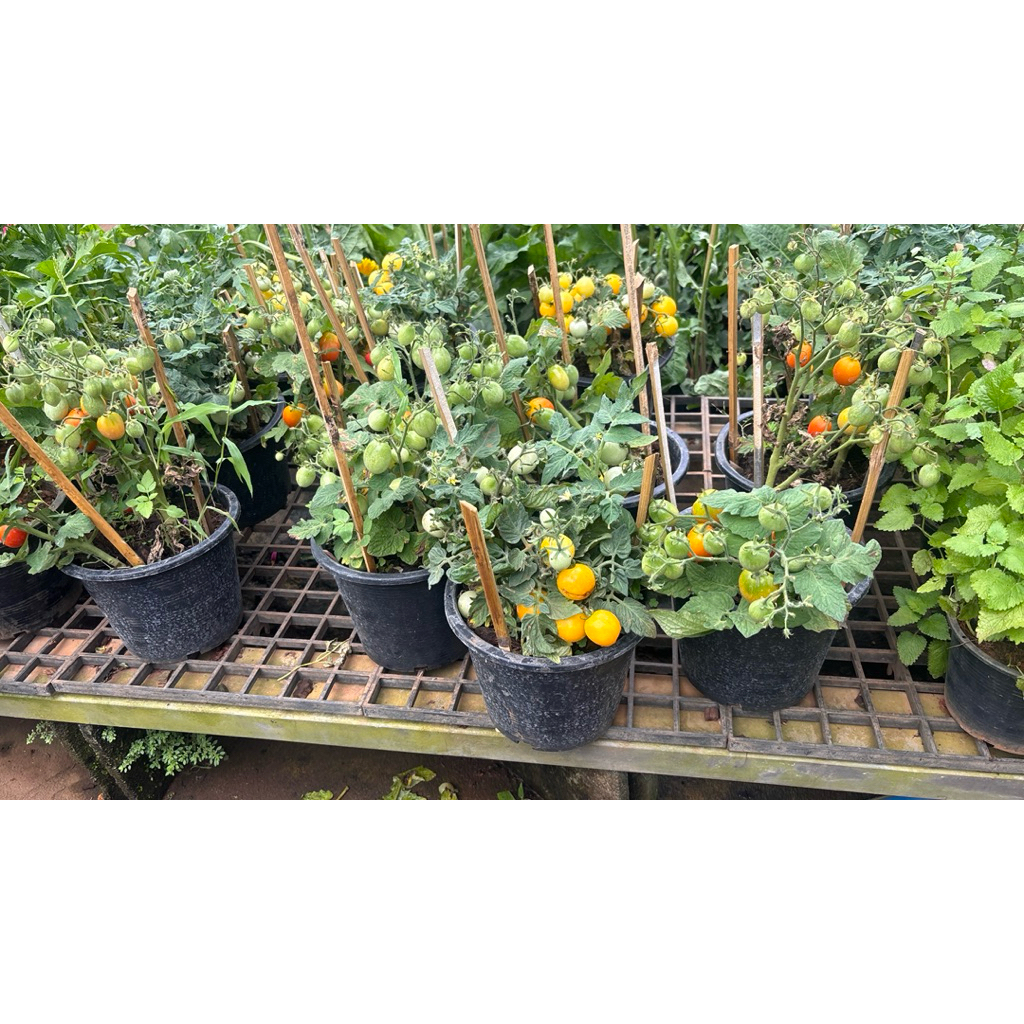 Tiny Tim Cherry Tomato  ไทนี่ทิม เป็นมะเขือเทศเชอร์รี่อีกรุ่นนึงที่ถูกพัฒนาให้มีต้นขนาดน่ารัก