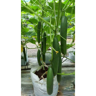แตงกวาญี่ปุ่น 10 เมล็ด🥒 [10แถม2 คละได้]เมล็ดสมบูรณ์ อัตรางอกสูง