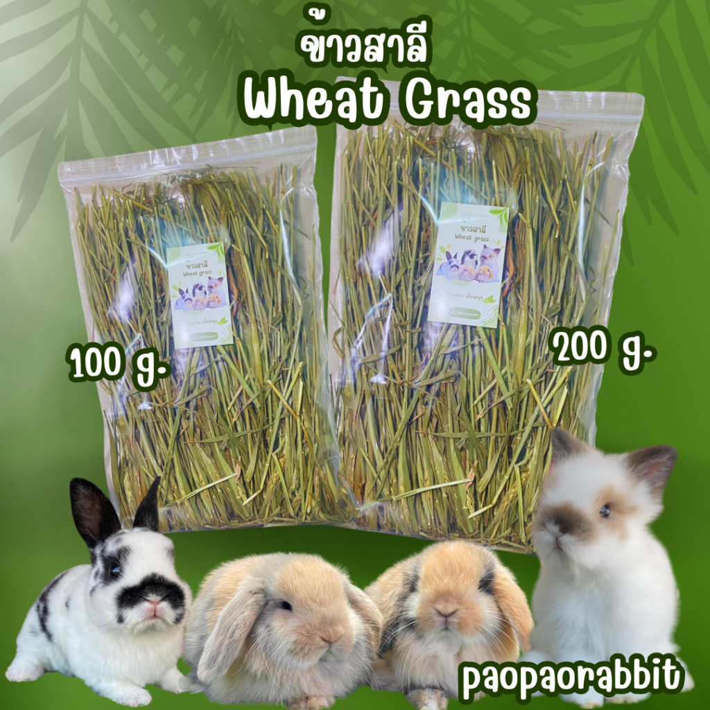 Wheat grass 🌾 ต้นข้าวสาลีอบแห้ง