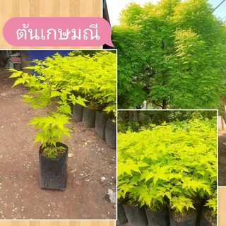 ต้นเกษมณี ต้นพุ่มสวยงาม ต้นสูง20-25ซม.