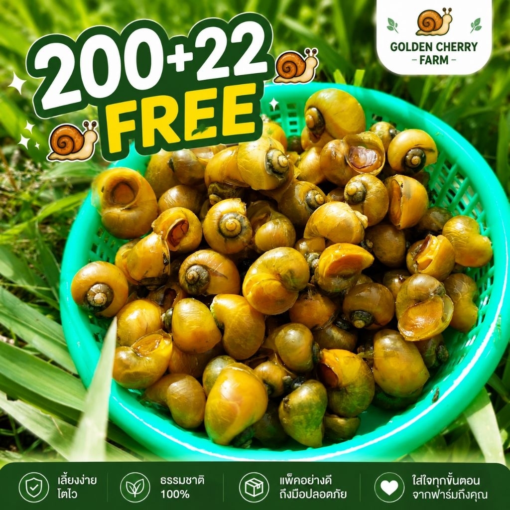200 ตัว หอยเชอรี่สีทอง 🐌 สุขภาพดี • โตไว + ฟรี 22 ตัว