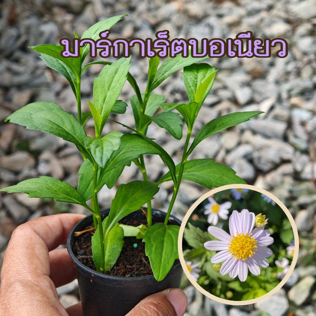 ต้นมาร์กาเร็ตบอเนียว