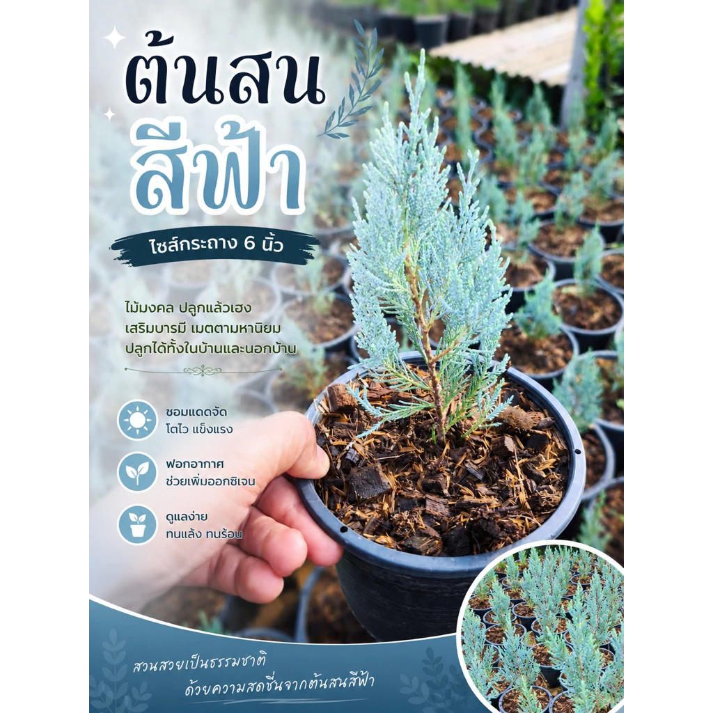 ต้นสนบลูหรือสนสีฟ้า กระถาง6นิ้ว สูง25cm+-