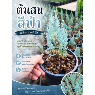 ต้นสนบลูหรือสนสีฟ้า กระถาง6นิ้ว สูง25cm+-
