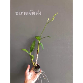 กล้วยไม้หวายบอมแดง 10ต้น ติดดอก