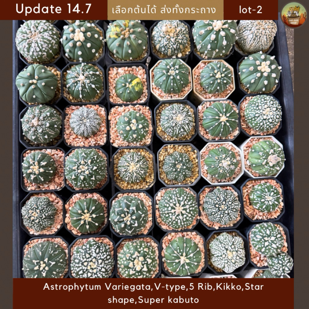 [ Update 14.7 ] lot-2 แอสโตร Astrophytum Variegata,V-type,5 Rib,Kikko,Star shape,Super kabuto,ม่วง ไม้เพาะเมล็ด Cactus