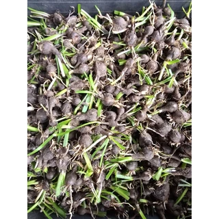 (ลดเพิ่ม 50% สูงสุด 100 ใส่โค้ด INCLV33) บัวดินดอกสีชมพู/ ชุดละ 50 หัว/ ให้ดอกดกดอกทนถึง 5 วัน /น่าสะสม