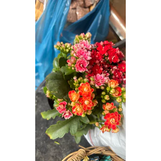 1/8/26พร้อมส่ง กุหลาบหินดอกซ้อน Kalanchoe blossfeldiana กระถาง4นิ้ว ดอกสวย