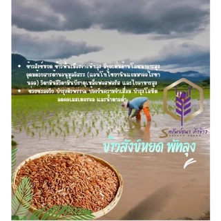 ข้าวสังข์หยด กระสอบ5กิโลกรัม ตราทรัพย์ธนา ข้าวใหม่ หอม