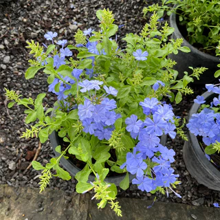 พยับหมอก ดอกไม้สีฟ้าสวยละมุน อึดทนปลูกเลี้ยงง่าย Cape leadwort, blue plumbago